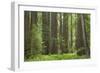 Coastal Redwood Forest, Stout Grove-null-Framed Photographic Print