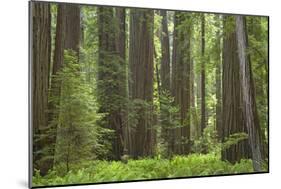 Coastal Redwood Forest, Stout Grove-null-Mounted Photographic Print