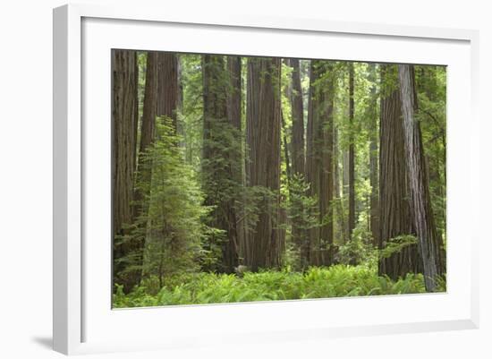 Coastal Redwood Forest, Stout Grove-null-Framed Photographic Print