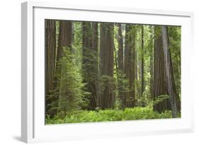 Coastal Redwood Forest, Stout Grove-null-Framed Photographic Print