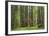 Coastal Redwood Forest, Stout Grove-null-Framed Photographic Print