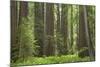 Coastal Redwood Forest, Stout Grove-null-Mounted Photographic Print