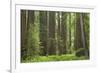 Coastal Redwood Forest, Stout Grove-null-Framed Photographic Print