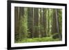 Coastal Redwood Forest, Stout Grove-null-Framed Photographic Print