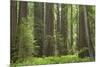 Coastal Redwood Forest, Stout Grove-null-Mounted Photographic Print