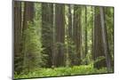 Wood Mount