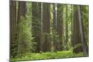 Wood Mount