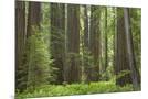 Wood Mount