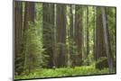 Wood Mount