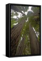 Coastal Redwood Forest, View of Trunks to Canopy-null-Framed Stretched Canvas