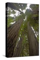 Coastal Redwood Forest, View of Trunks to Canopy-null-Stretched Canvas