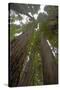 Coastal Redwood Forest, View of Trunks to Canopy-null-Stretched Canvas