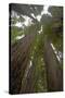 Coastal Redwood Forest, View of Trunks to Canopy-null-Stretched Canvas