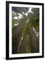 Coastal Redwood Forest, View of Trunks to Canopy-null-Framed Photographic Print