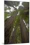 Coastal Redwood Forest, View of Trunks to Canopy-null-Mounted Photographic Print