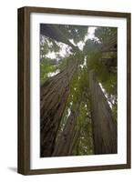 Coastal Redwood Forest, View of Trunks to Canopy-null-Framed Photographic Print