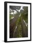 Coastal Redwood Forest, View of Trunks to Canopy-null-Framed Photographic Print