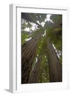 Coastal Redwood Forest, View of Trunks to Canopy-null-Framed Photographic Print