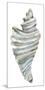 Coastal Seashells - Drill-Sandra Jacobs-Mounted Giclee Print