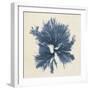 Coastal Seaweed V-Vision Studio-Framed Giclee Print