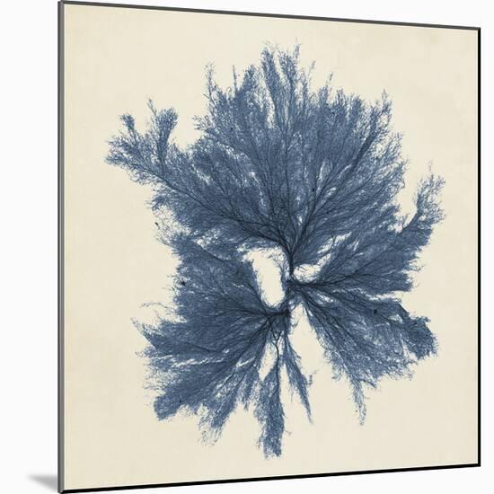 Coastal Seaweed V-Vision Studio-Mounted Giclee Print