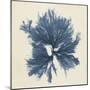 Coastal Seaweed V-Vision Studio-Mounted Giclee Print