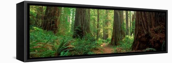 Coastal Sequoia Trees in Redwood Forest in Northern California, USA-null-Framed Stretched Canvas