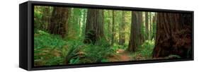 Coastal Sequoia Trees in Redwood Forest in Northern California, USA-null-Framed Stretched Canvas