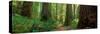 Coastal Sequoia Trees in Redwood Forest in Northern California, USA-null-Stretched Canvas