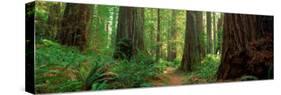 Coastal Sequoia Trees in Redwood Forest in Northern California, USA-null-Stretched Canvas