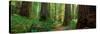 Coastal Sequoia Trees in Redwood Forest in Northern California, USA-null-Stretched Canvas