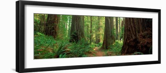 Coastal Sequoia Trees in Redwood Forest in Northern California, USA-null-Framed Photographic Print