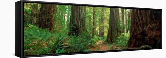 Coastal Sequoia Trees in Redwood Forest in Northern California, USA-null-Framed Stretched Canvas