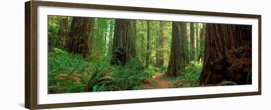 Coastal Sequoia Trees in Redwood Forest in Northern California, USA-null-Framed Premium Photographic Print