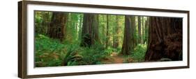 Coastal Sequoia Trees in Redwood Forest in Northern California, USA-null-Framed Premium Photographic Print