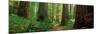 Coastal Sequoia Trees in Redwood Forest in Northern California, USA-null-Mounted Premium Photographic Print