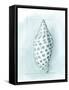 Coastal Shell Schematic IV-Megan Meagher-Framed Stretched Canvas