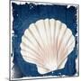 Coastal Shells 2-Kimberly Allen-Mounted Art Print