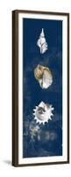 Coastal Shells Panel II-Lanie Loreth-Framed Premium Giclee Print