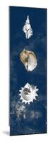 Coastal Shells Panel II-Lanie Loreth-Mounted Premium Giclee Print