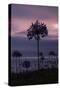 Coastal Sunset Flower, Montara California-Vincent James-Stretched Canvas