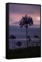 Coastal Sunset Flower, Montara California-Vincent James-Framed Stretched Canvas