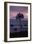 Coastal Sunset Flower, Montara California-Vincent James-Framed Photographic Print