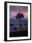 Coastal Sunset Flower, Montara California-Vincent James-Framed Photographic Print