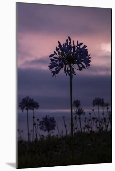 Coastal Sunset Flower, Montara California-Vincent James-Mounted Photographic Print