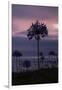 Coastal Sunset Flower, Montara California-Vincent James-Framed Photographic Print