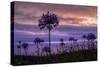 Coastal Sunset Flower Silhouettes, Montara California-Vincent James-Stretched Canvas