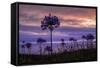 Coastal Sunset Flower Silhouettes, Montara California-Vincent James-Framed Stretched Canvas