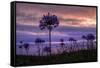 Coastal Sunset Flower Silhouettes, Montara California-Vincent James-Framed Stretched Canvas