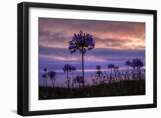 Coastal Sunset Flower Silhouettes, Montara California-Vincent James-Framed Photographic Print